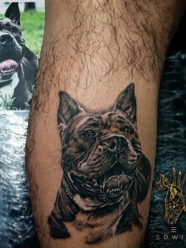 Retrato tatuado de un bulldog en la pantorrilla, junto a la foto de referencia